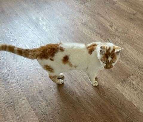 Ted the Cat was found 10 miles away from his Gillingham home