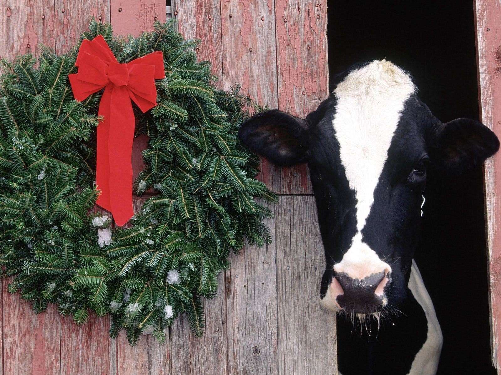 Carols in the Cowshed is coming to Bore Place for the first time this Christmas Picture: Bore Place