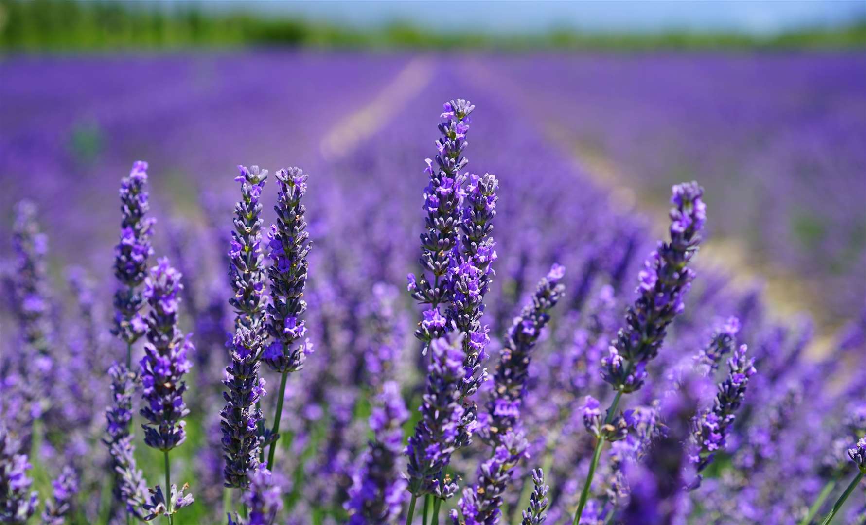 Beck Evans Farm is often open for seasonal events, including its lavender farm in the summer months. Picture: Beck Evans Farm