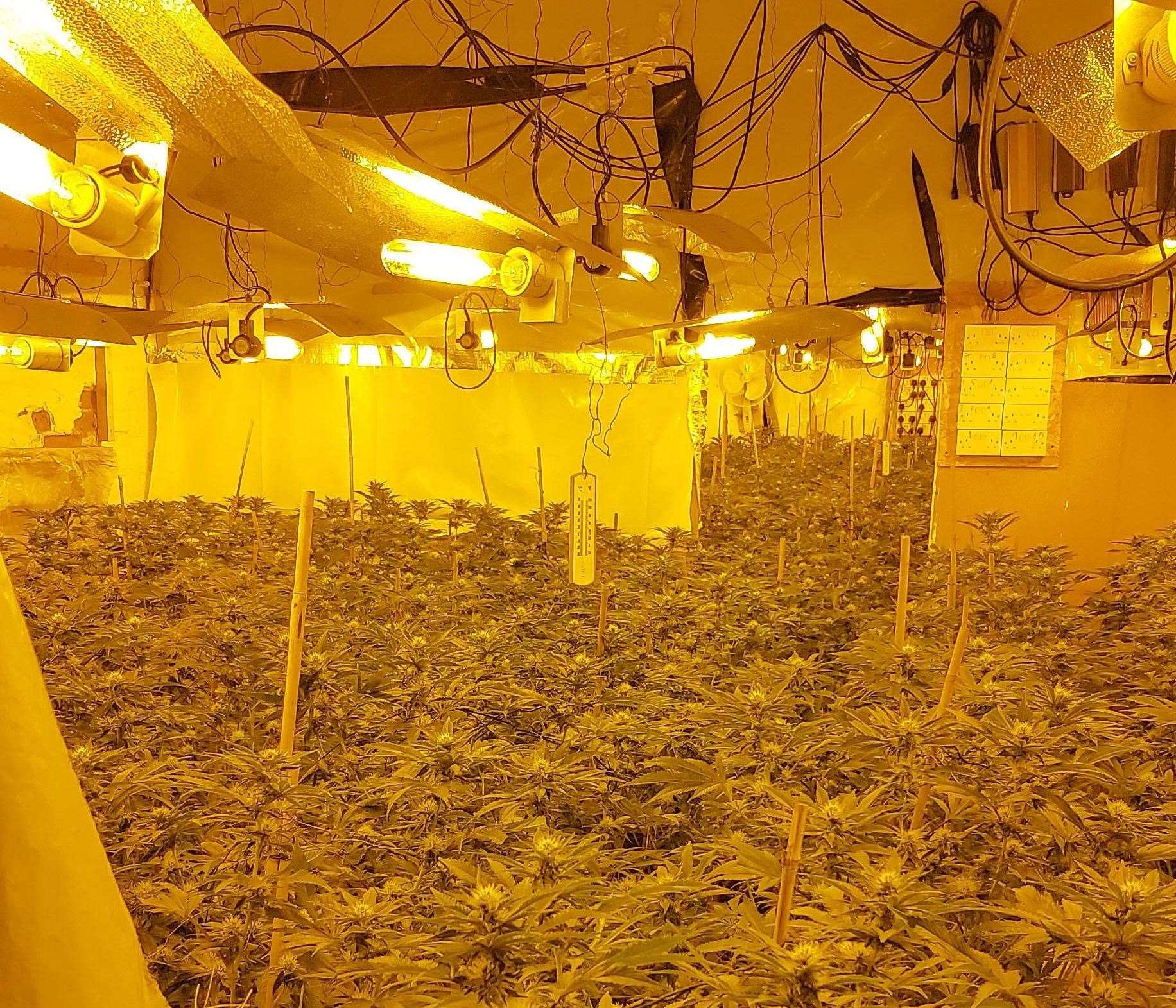 Two people have been arrested after cannabis plants were discovered at an address in Chatham town centre. Picture: Kent Police