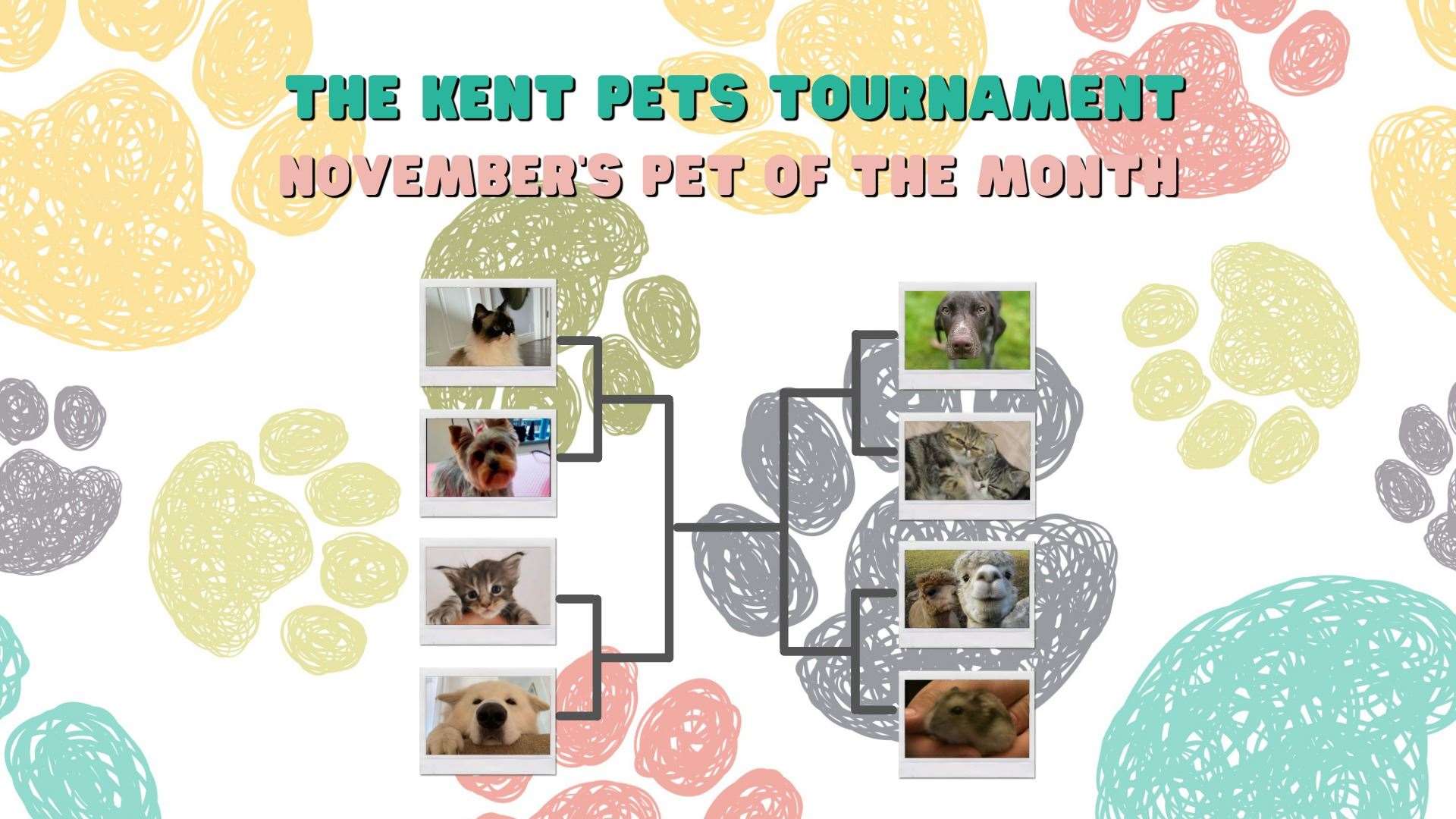 November's Kent Pets Tournament