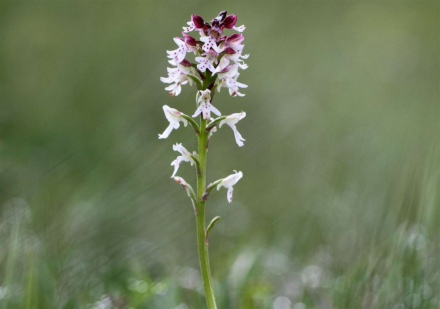 A burnt-tip orchid Picture: Jon Dunn