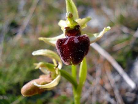 An early spider orchid
