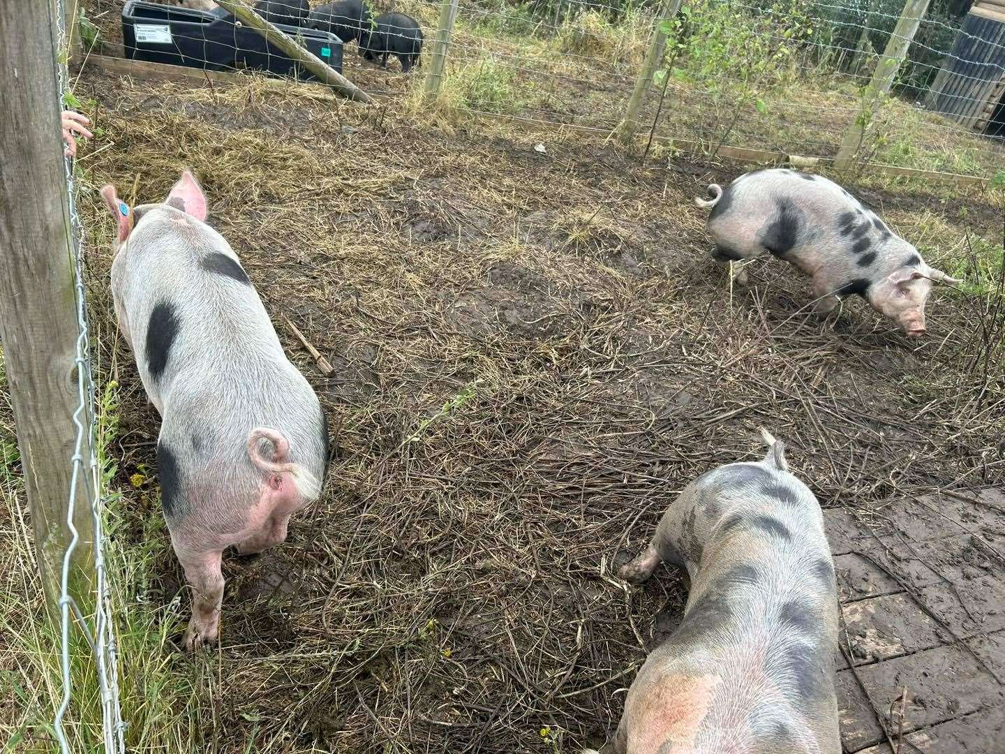 The herd of spotty pigs at Curly's Farm. Picture: Curly's Farm