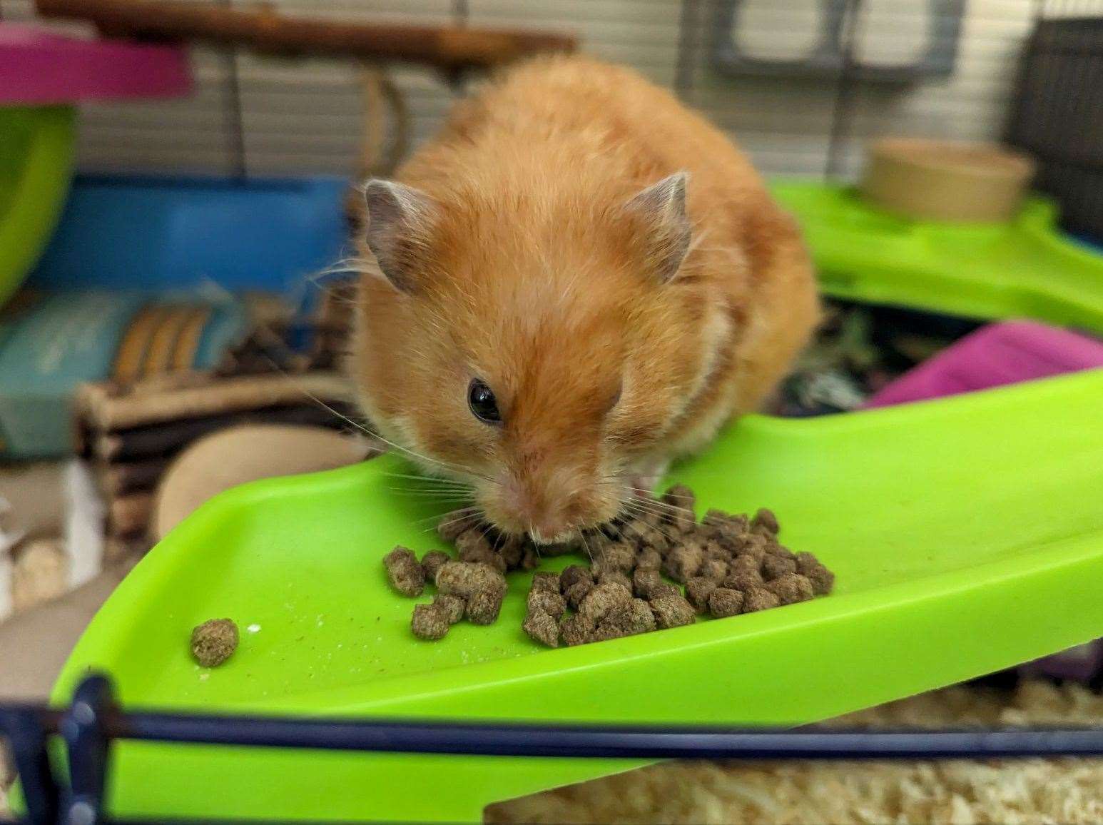 The hamster was found with an eye infection and needed food and water. Picture: RSPCA