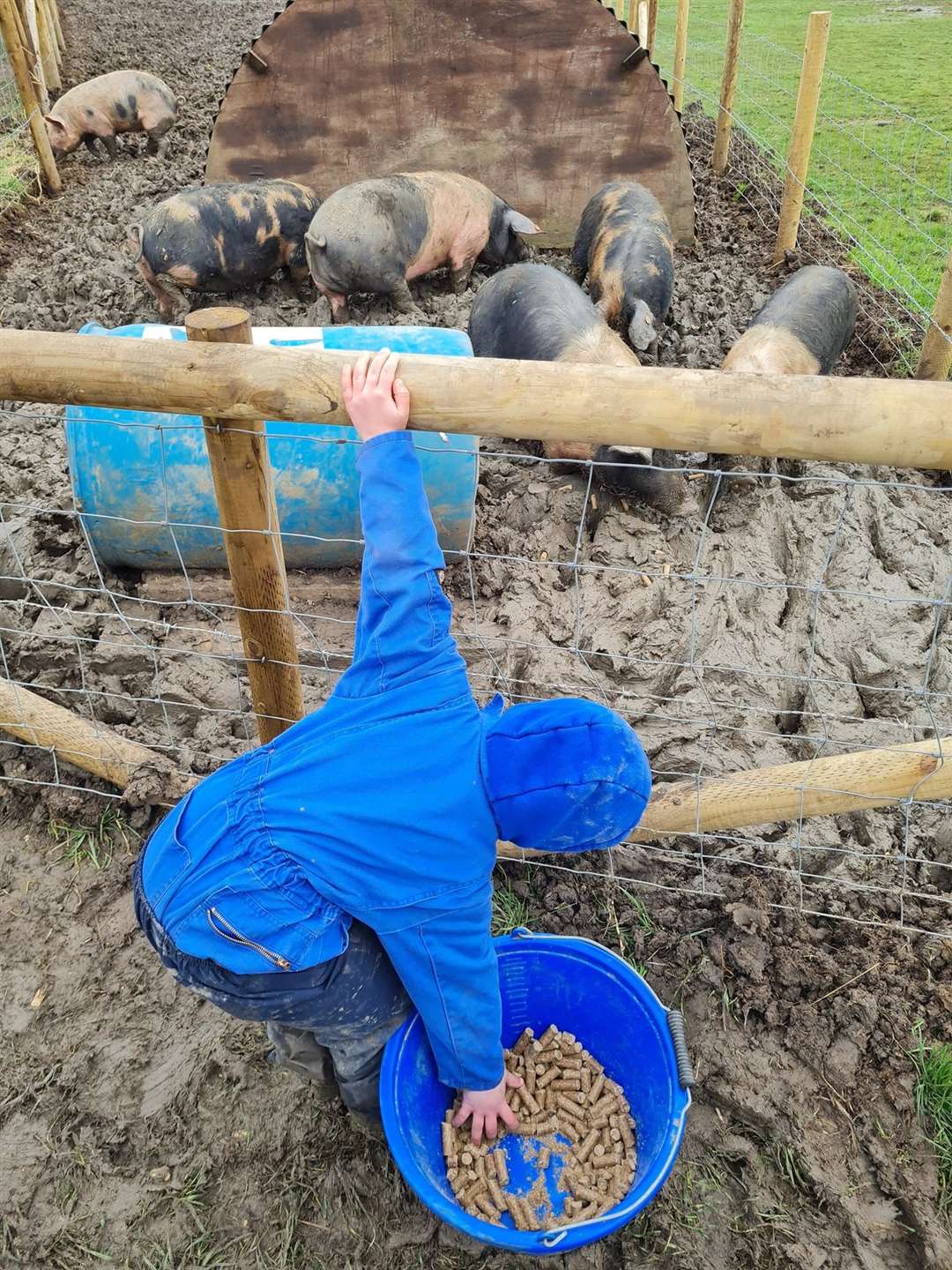 It's a mucky job but someone has to feed the pigs at Curly's Farm, Bayview, Sheppey. Picture: Kyle Ratcliffe