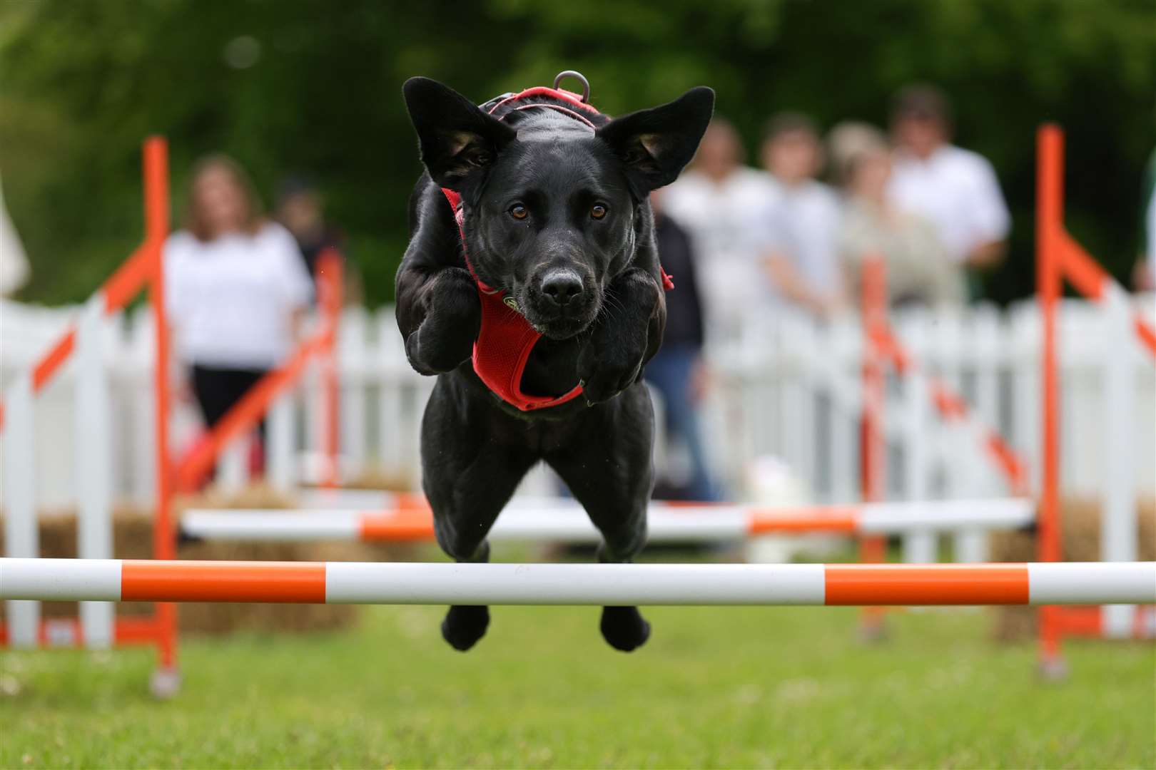 Some dogs could not wait to show off their skills on an obstacle course (Ben Whitley Media Assignments/PA)