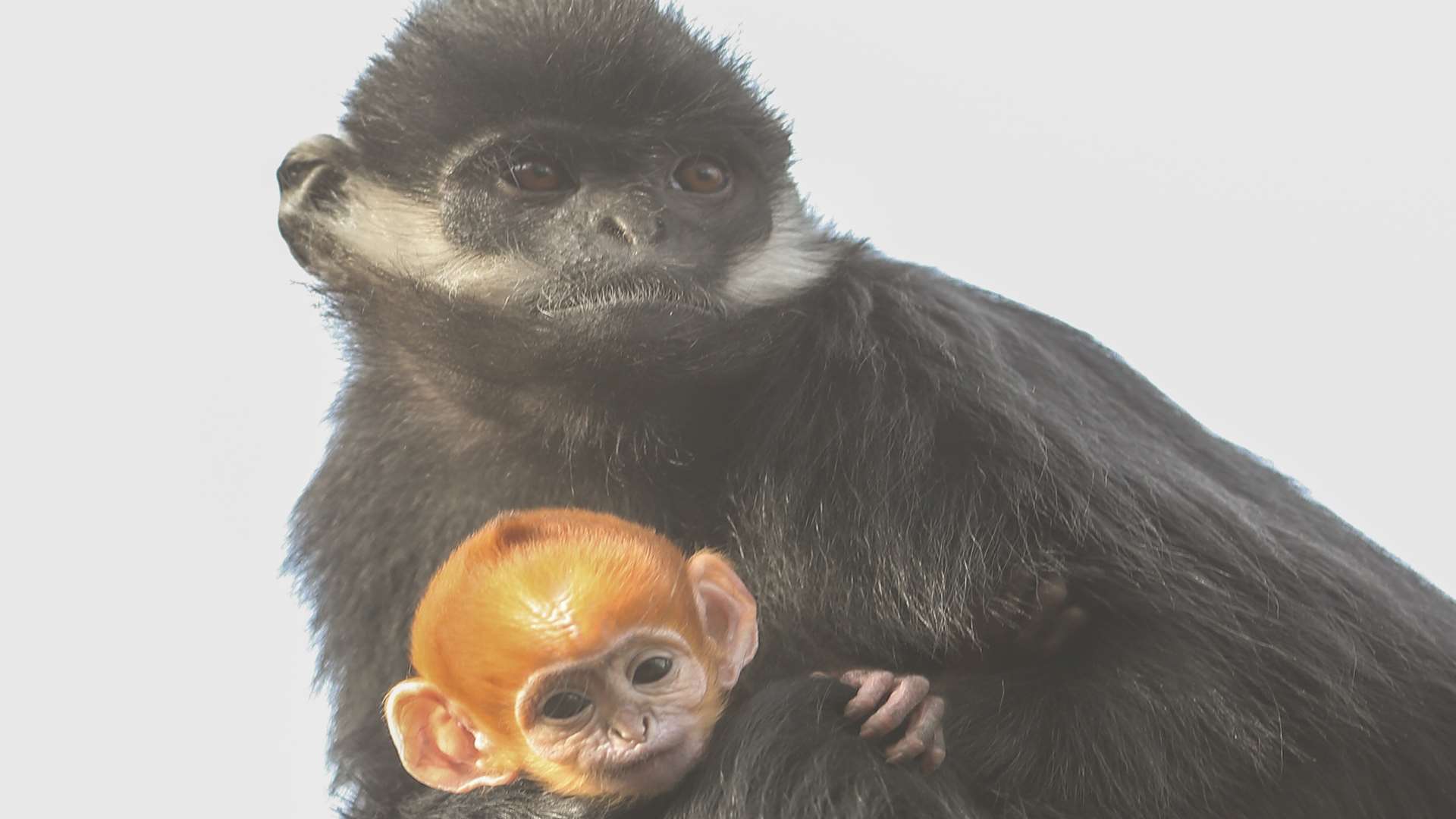 A baby Francois langur is making its debut at Howletts wild animal park