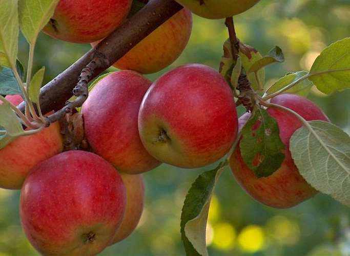 English apples at Perry Court