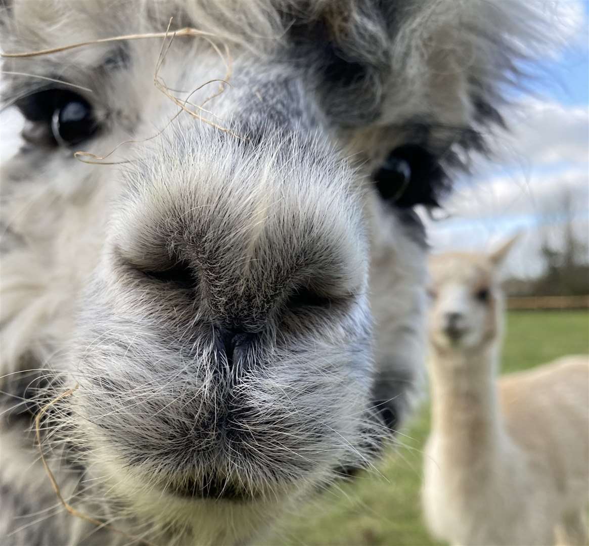 Alpacas are gentle, curious creatures and very sociable