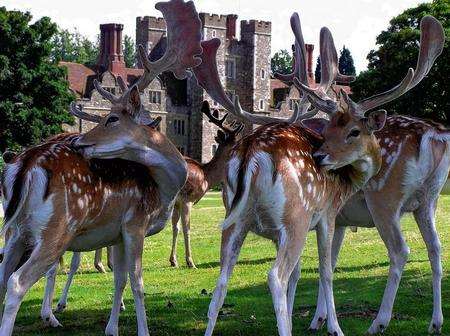 Knole’s deer roam free in the park which covers 1,000 acres