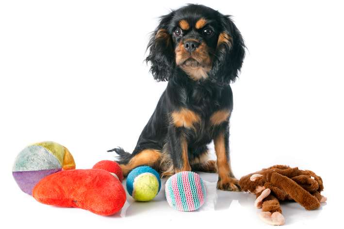 One man stole £170 worth of dog toys. Picture: GettyImages