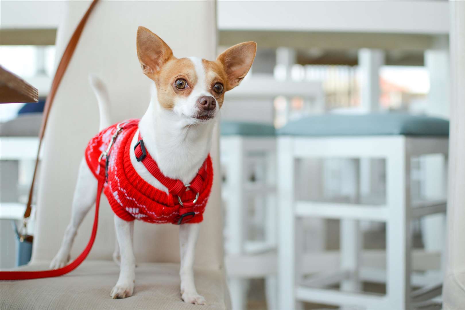 Head vets recommend only dressing your dogs in clothes made from pure cotton. Picture: Tamara Bells, Unsplash