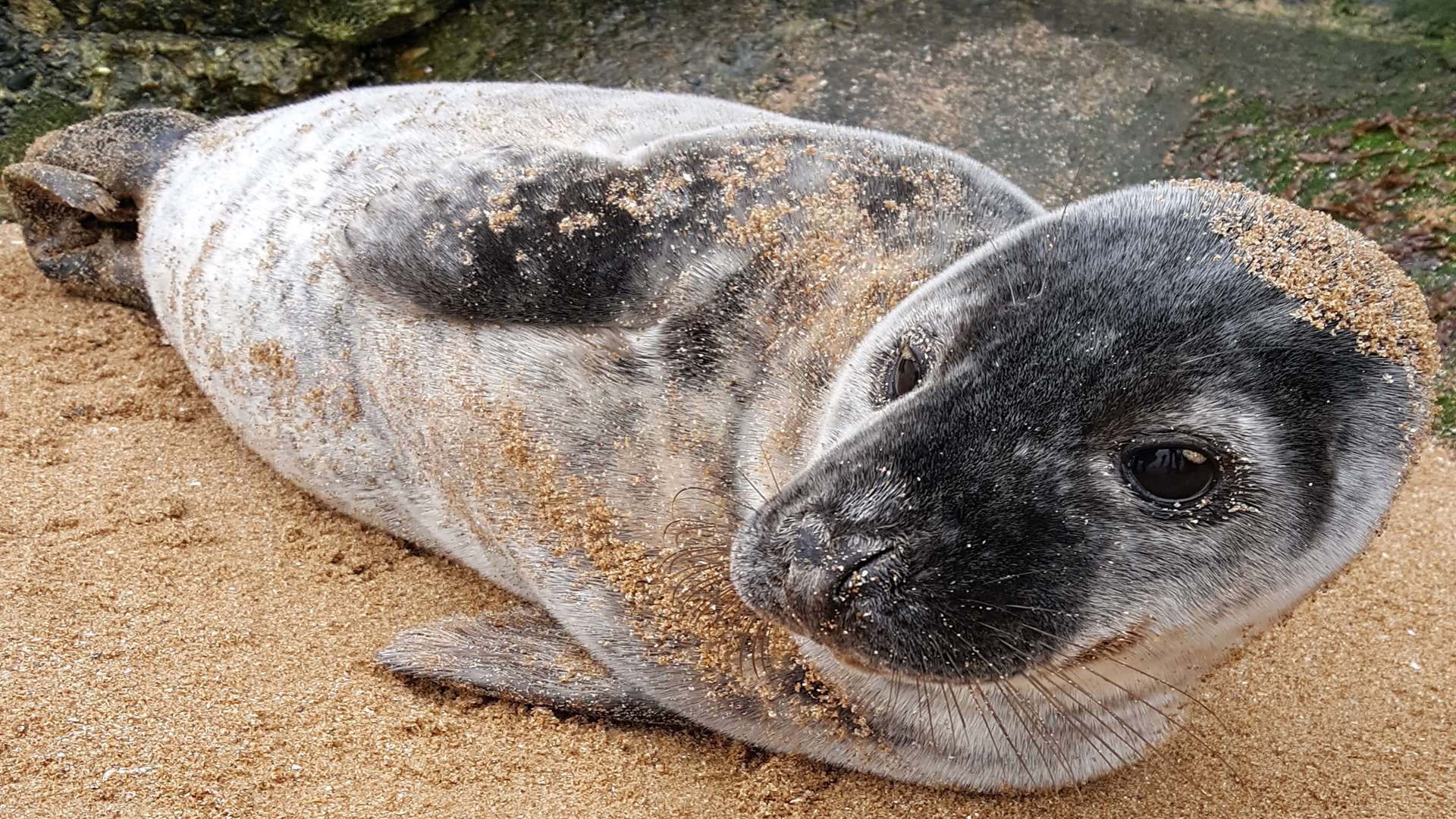 This seal pup had to be rescued from Palm Bay Avenue beach yesterday. Pic: RSPCA