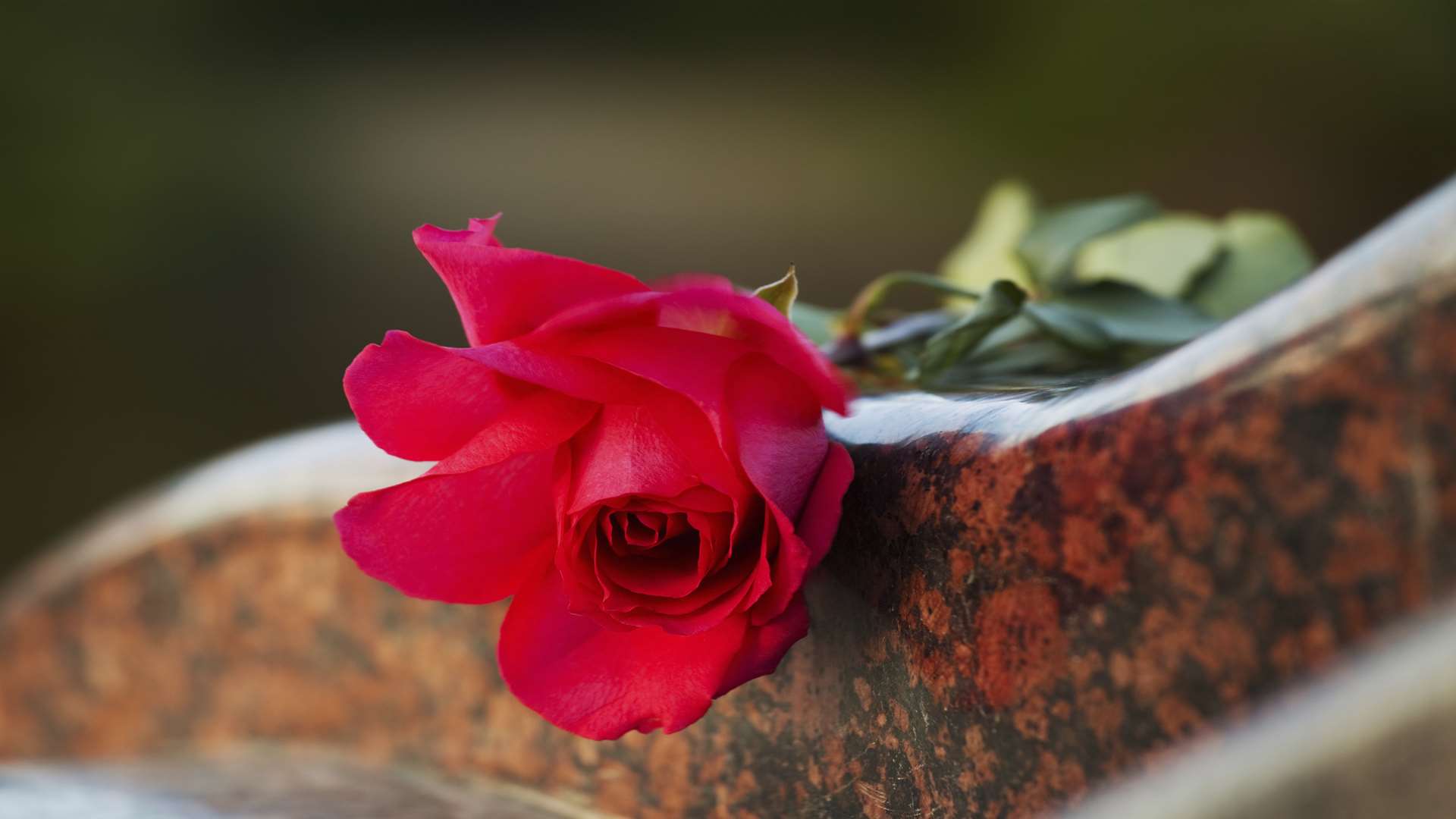 A rose on the tombstone. Stock image