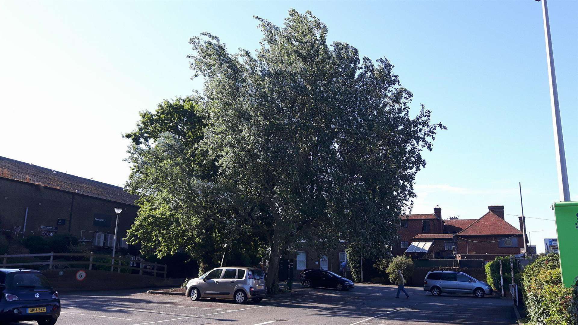 One of the four mature trees proposed to be felled as part of Aldi's plans for a new store (3578244)
