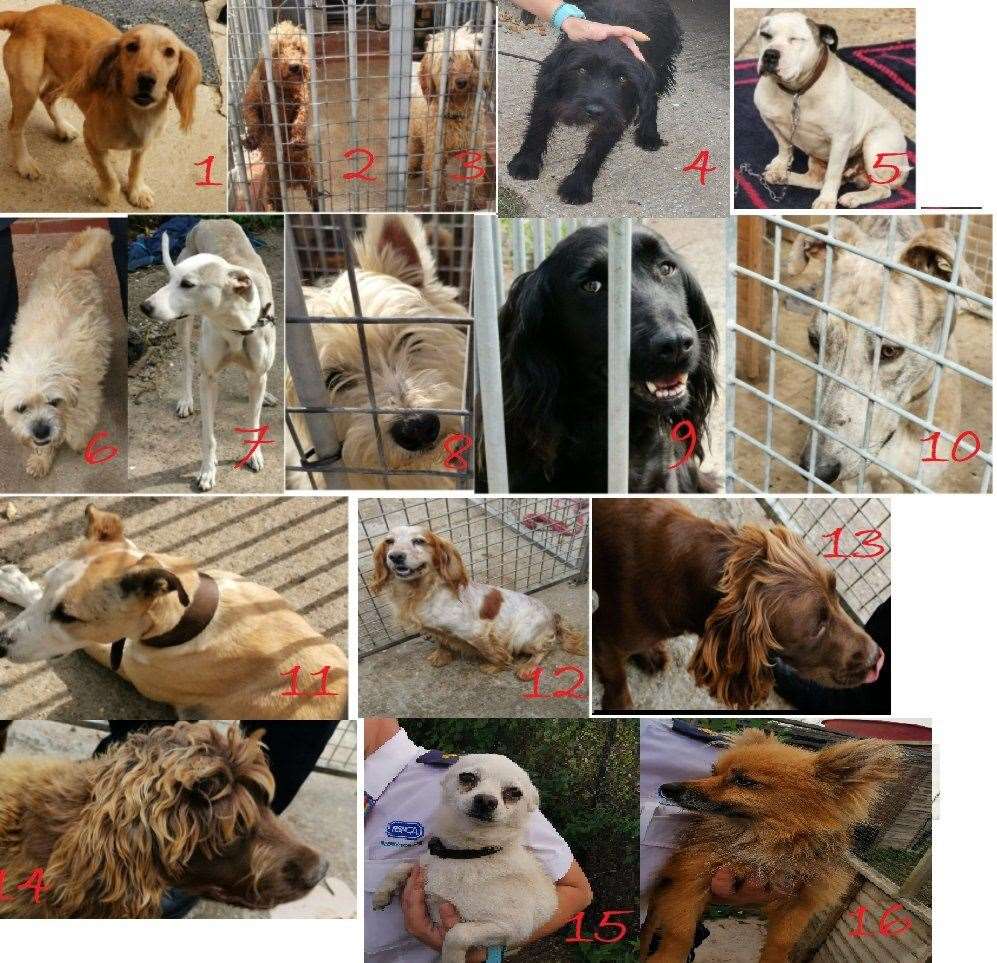 These 16 dogs still need to find their owners (42205041)