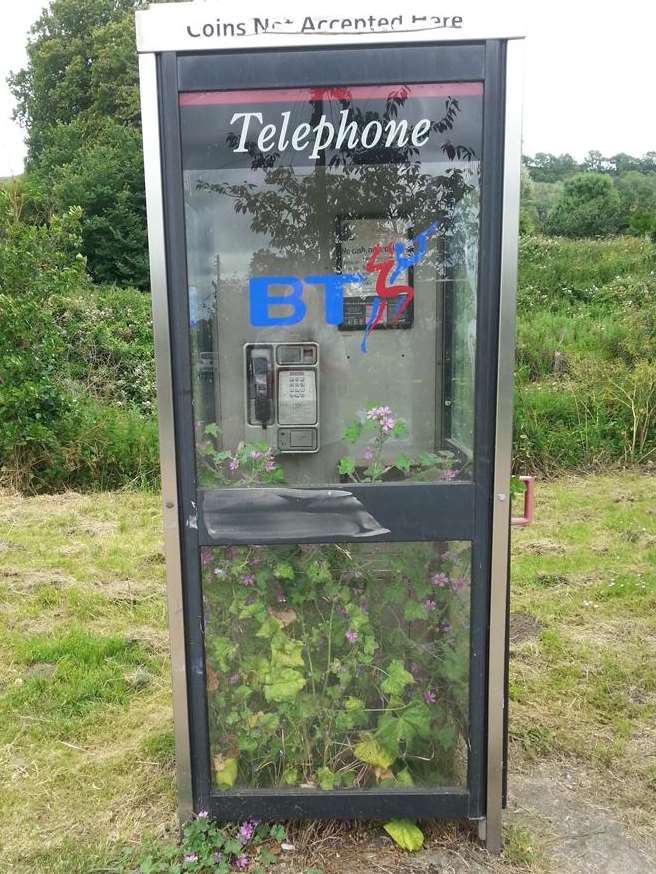 A plant has been growing in a West Hythe phone box