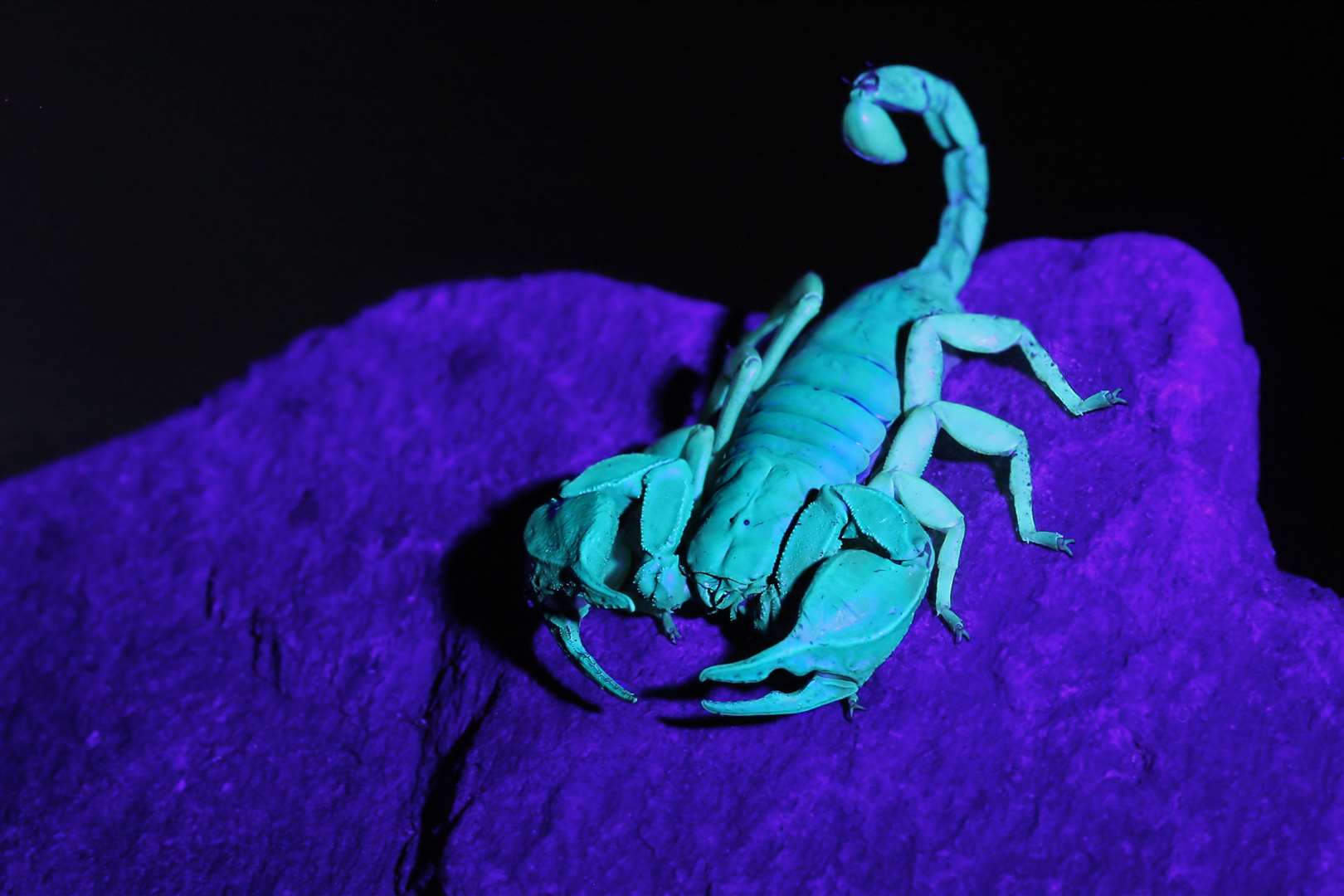 Yellow Tailed Scorpion from Blue Town, Sheerness, under UV light. Picture: Jason Steel www.jason-steel.co.uk