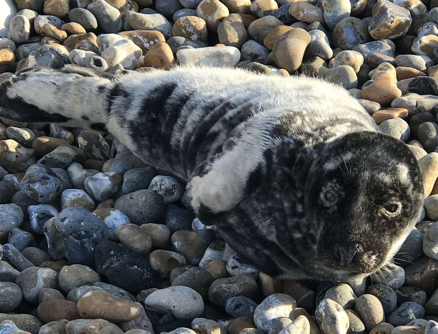 Nanta was found on Hythe beach on Christmas Eve. Picture: RSPCA (43770364)