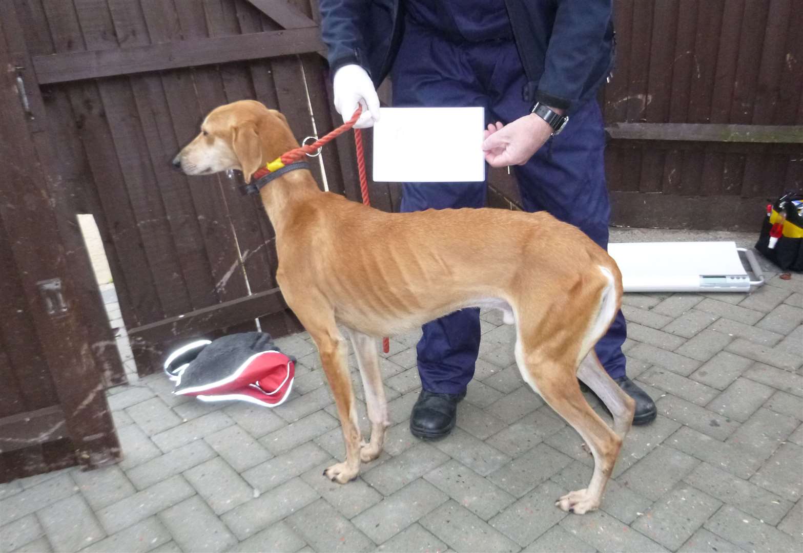 The male lurcher was found to be in poor conditions and looked extremely thin. Picture: RSPCA