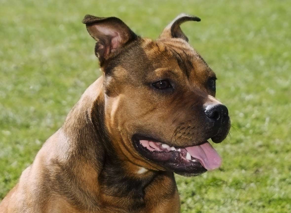 A Staffordshire bull terrier-type dog. Stock image