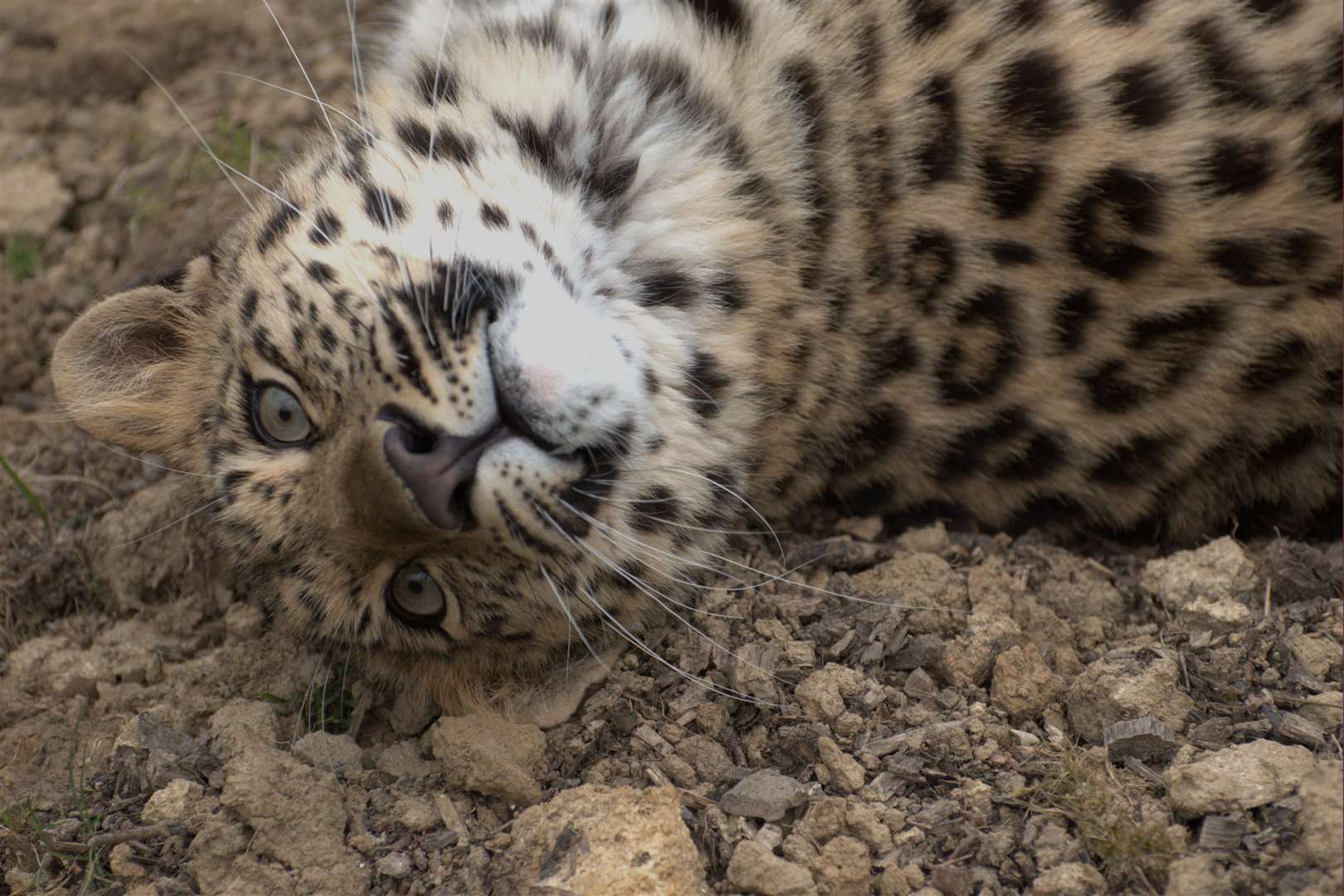 An amur leopard at the Wildlife Heritage Foundation in Smarden