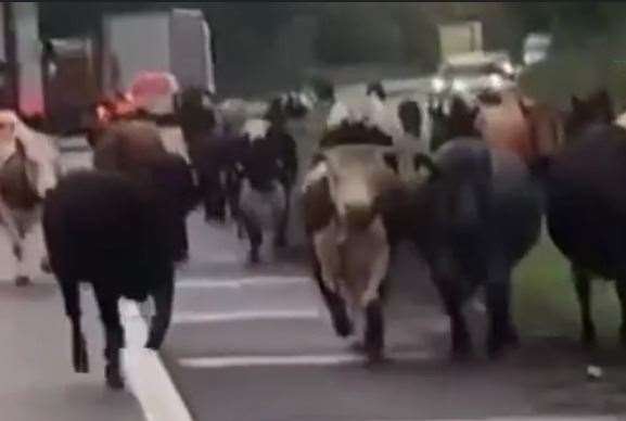 A herd of cows was spotted running along the A2 between Whitfield and Lydden near Dover