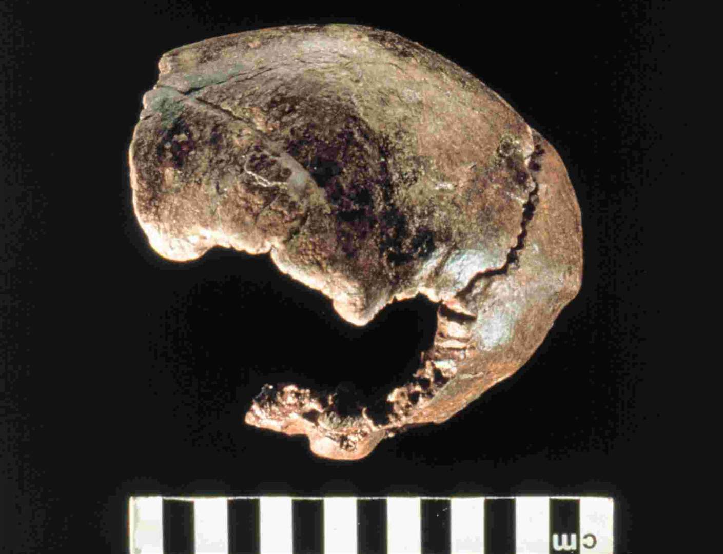 Another angle showing the Swanscombe Skull. Picture: Natural History Museum