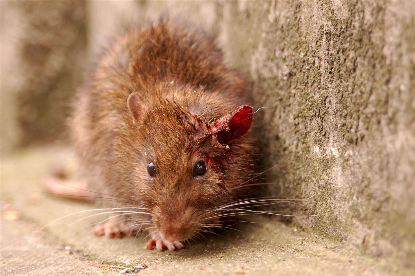Bait boxes will be placed along The Leas to deal with the town's rat population. Copyright: Thinkstock