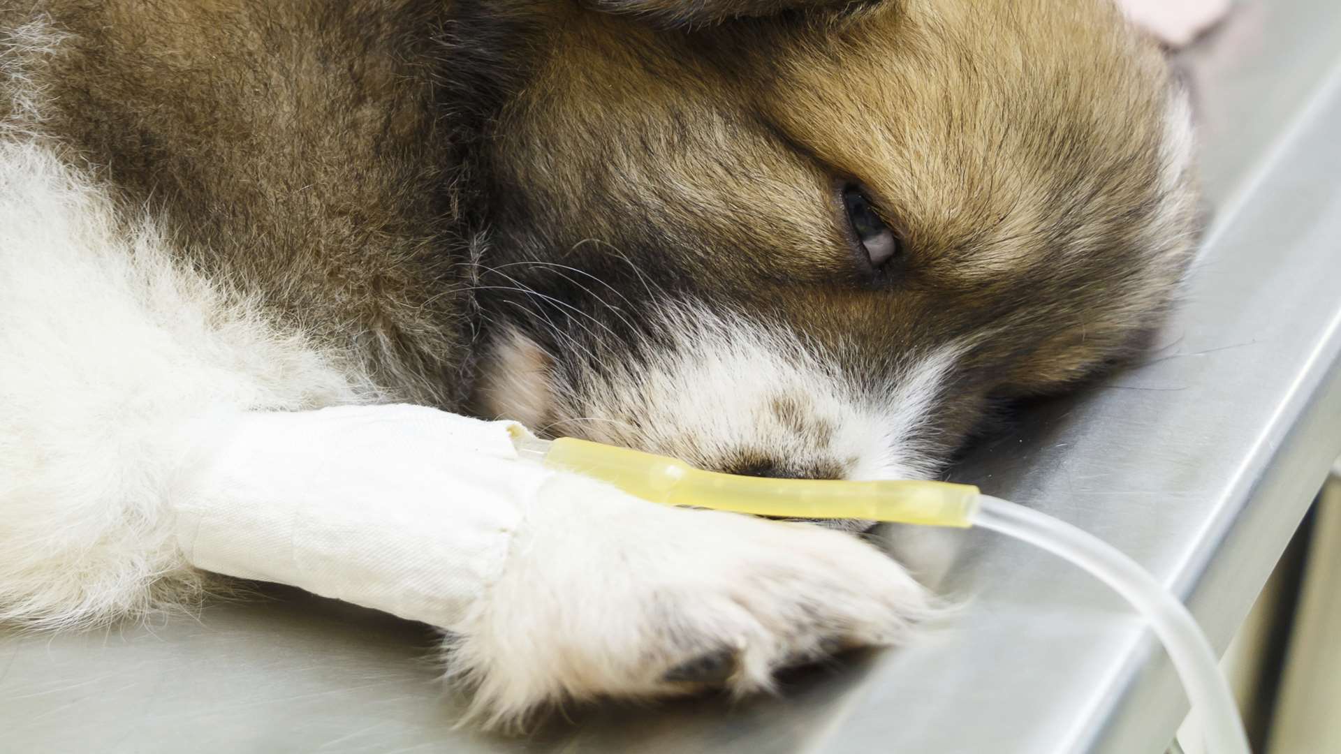 A dog on an intravenous drip