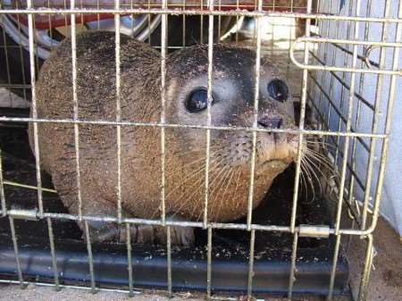 The seal shortly after it was rescued off the Kent coast. Picture courtesy LUCY TUSON