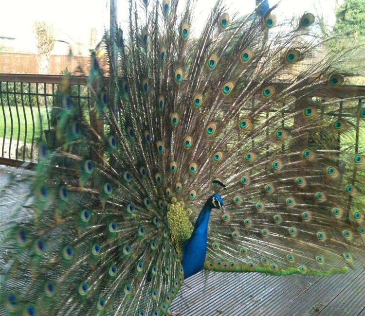 The peacocks put on a show for Paul Smith