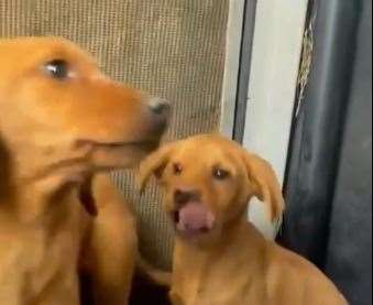 The two stray fox red Labrador pups were found in Cliffe. Picture: Medway Council Stray Dog Service