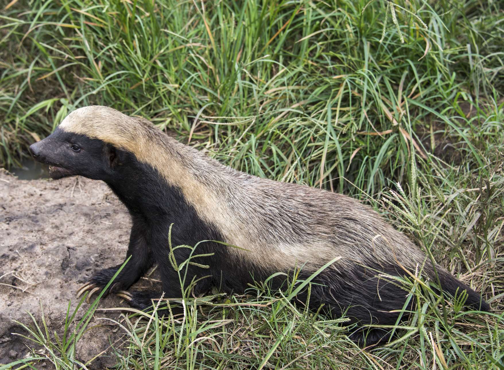 The carnivore keeper would work with honey badgers. Stock image