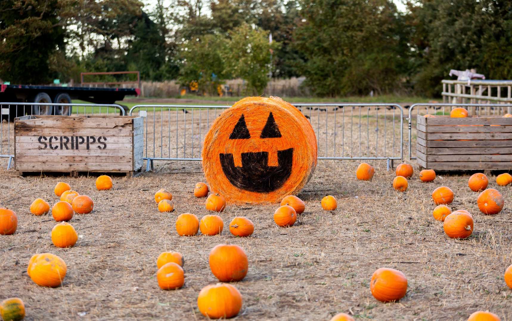 The Bewitched Pumpkin Picking Patch at Quex Activity Centre in Birchington