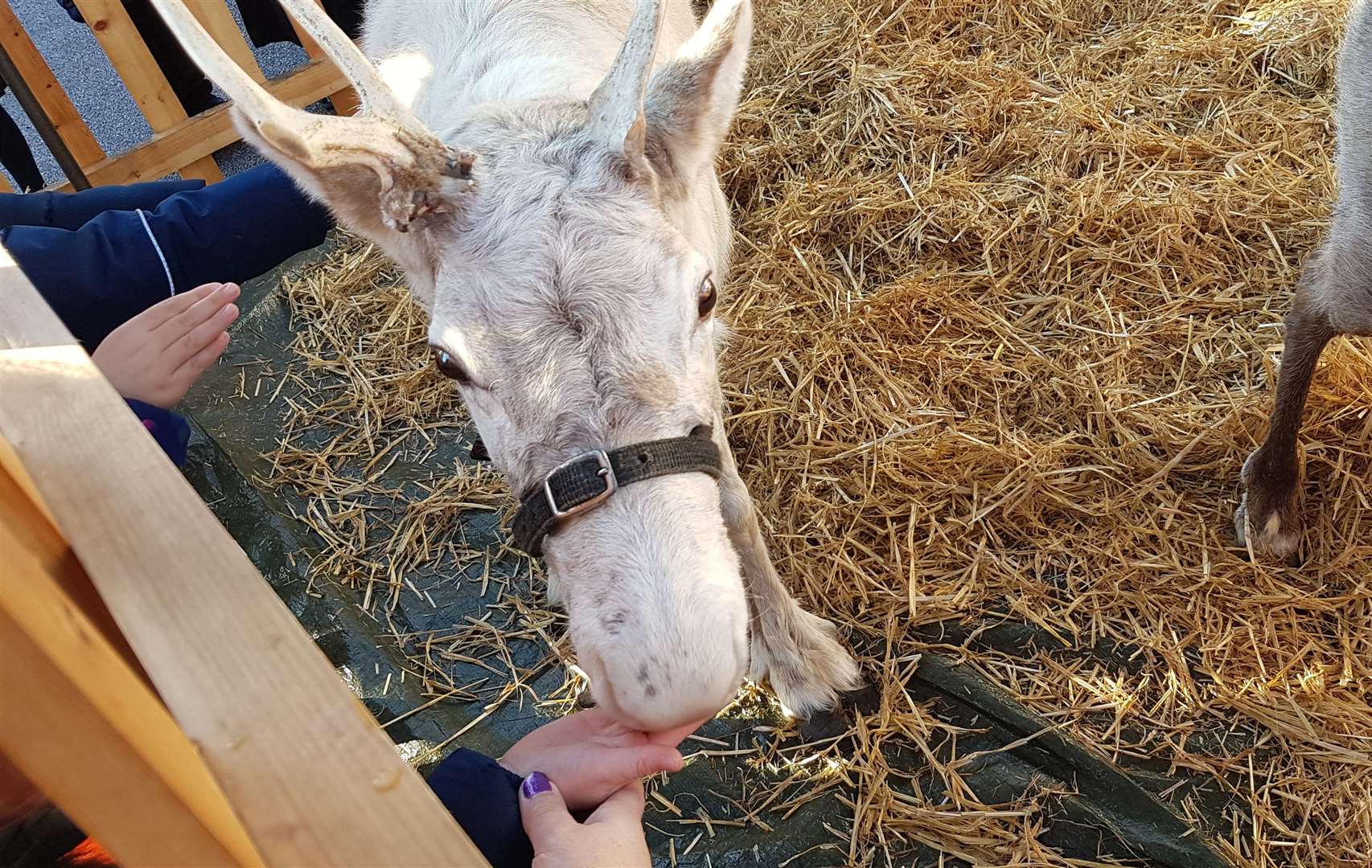 A munching we will go! This lucky reindeer got a treat of his own after meeting the children from St. George's Church of England Foundation School in Broadstairs.