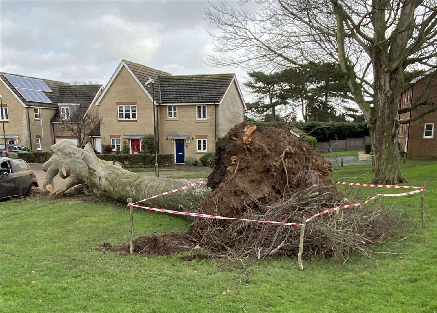 The tree came down last night. Photo: Stella Twomey