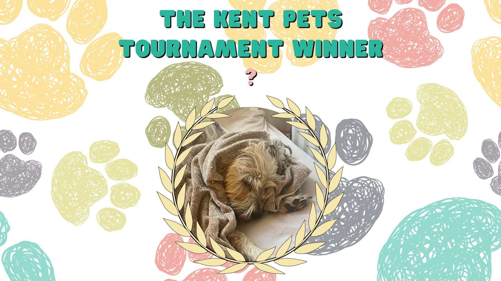 Mona the lurcher cross Shih Tzu has won October's Kent Pets Tournament