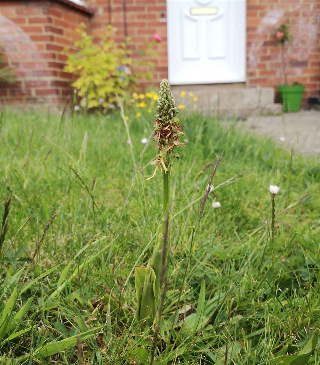 A rare orchid, believed to be the Man Orchid, was found in the front garden of a home in Chatham. Photo: Angelika Djacenko