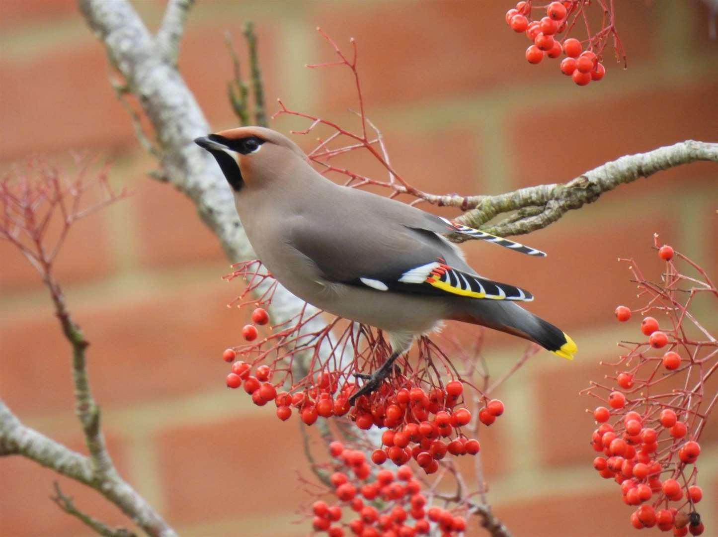 The waxwing is a colourful winter visitor. Photo Tim Ballard