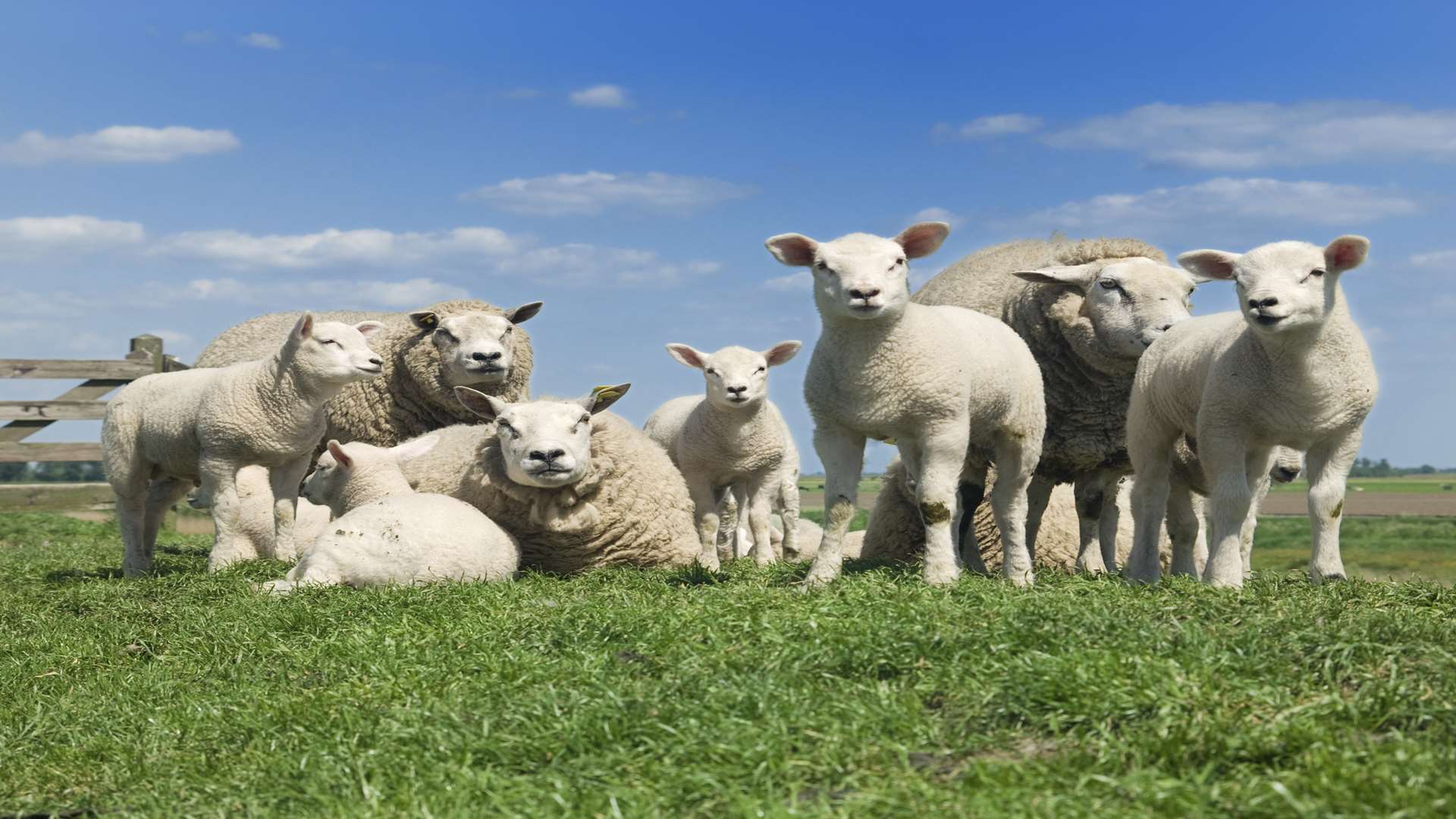 A flock of sheep. Library image.