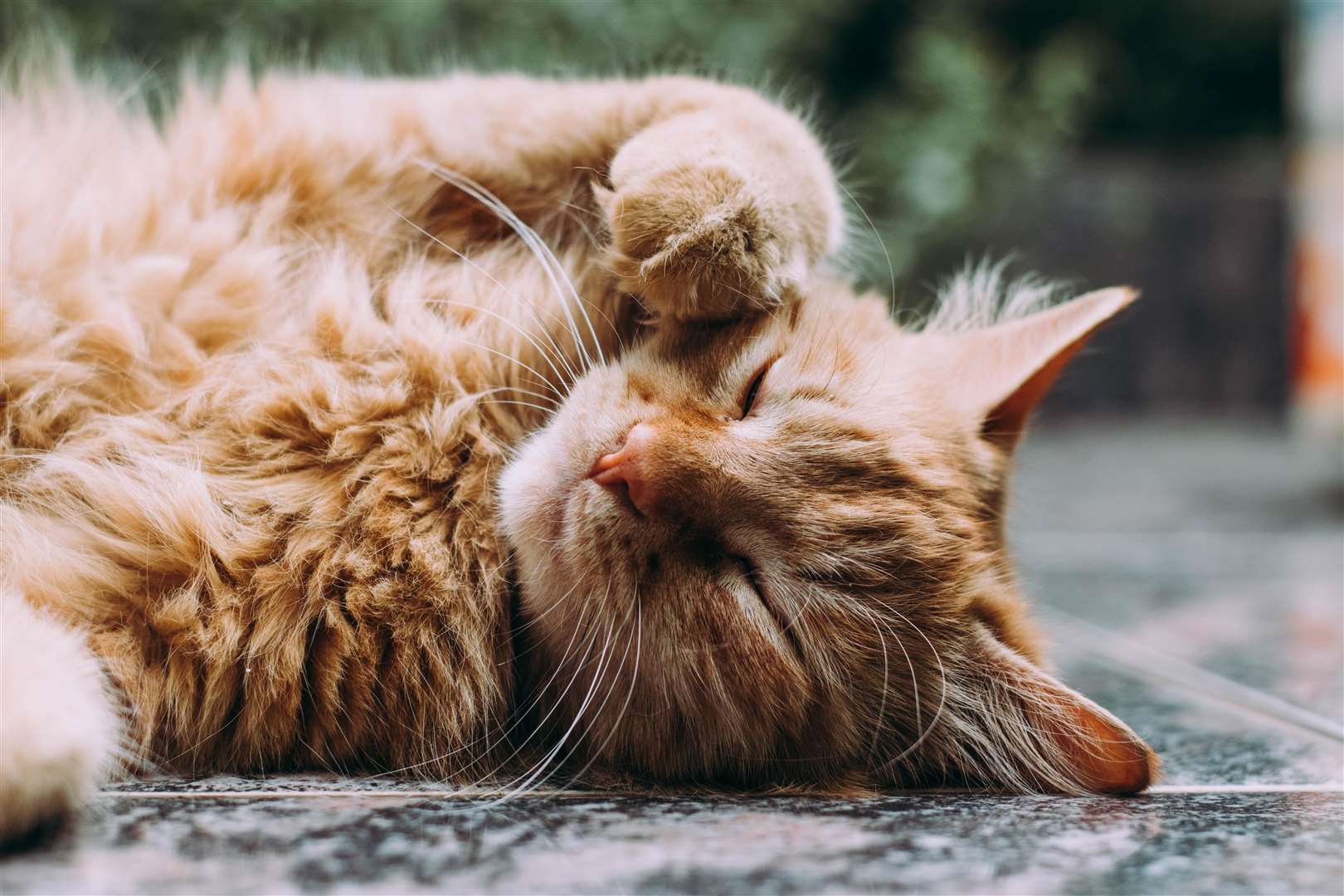You should ensure your cat has a variety of cosy places where they can curl up and relax. Picture: Ludemeula Fernandea, unsplash
