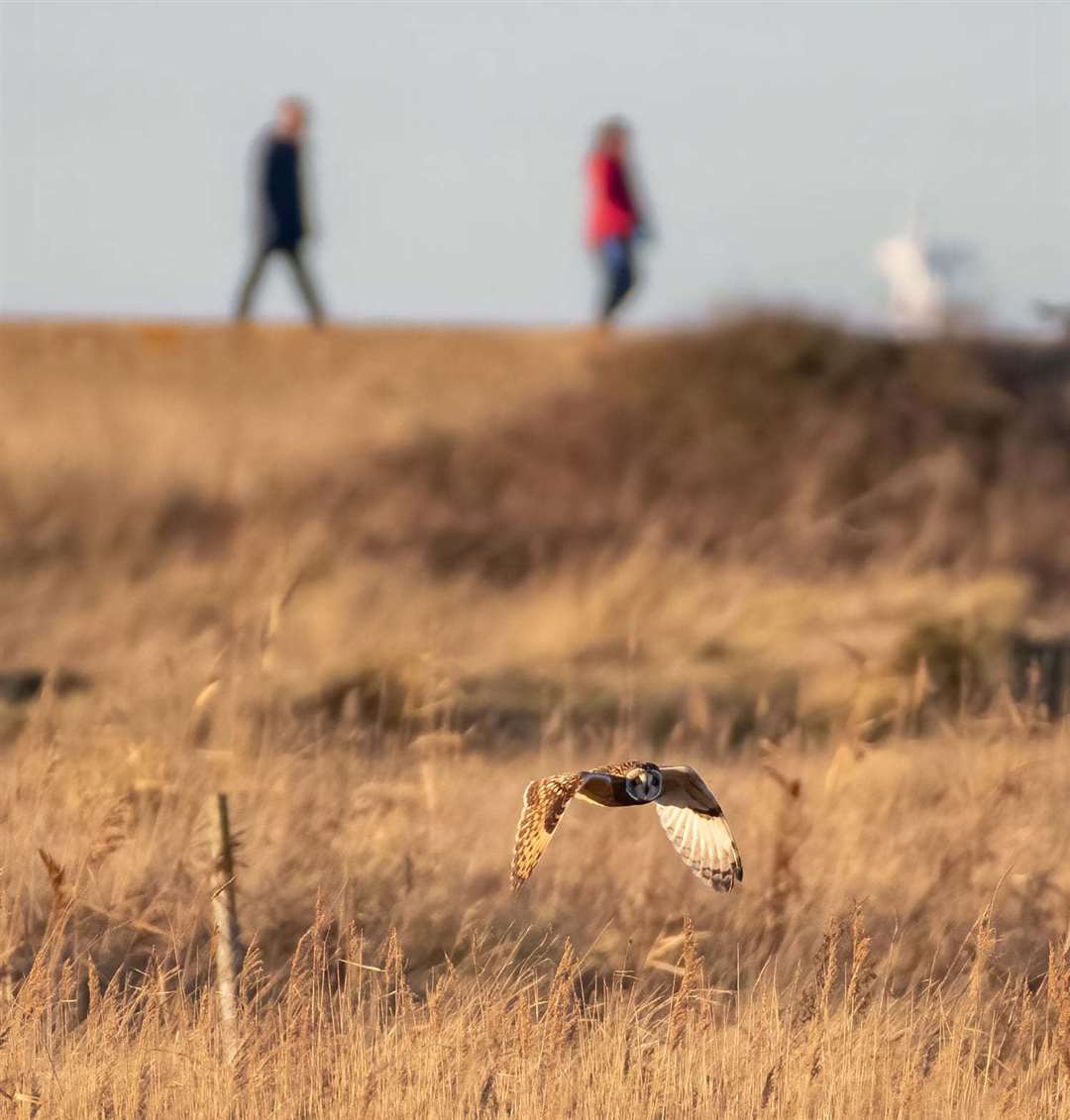 The short-eared owls in Reculver last week. Picture: Roger Stanger Photography