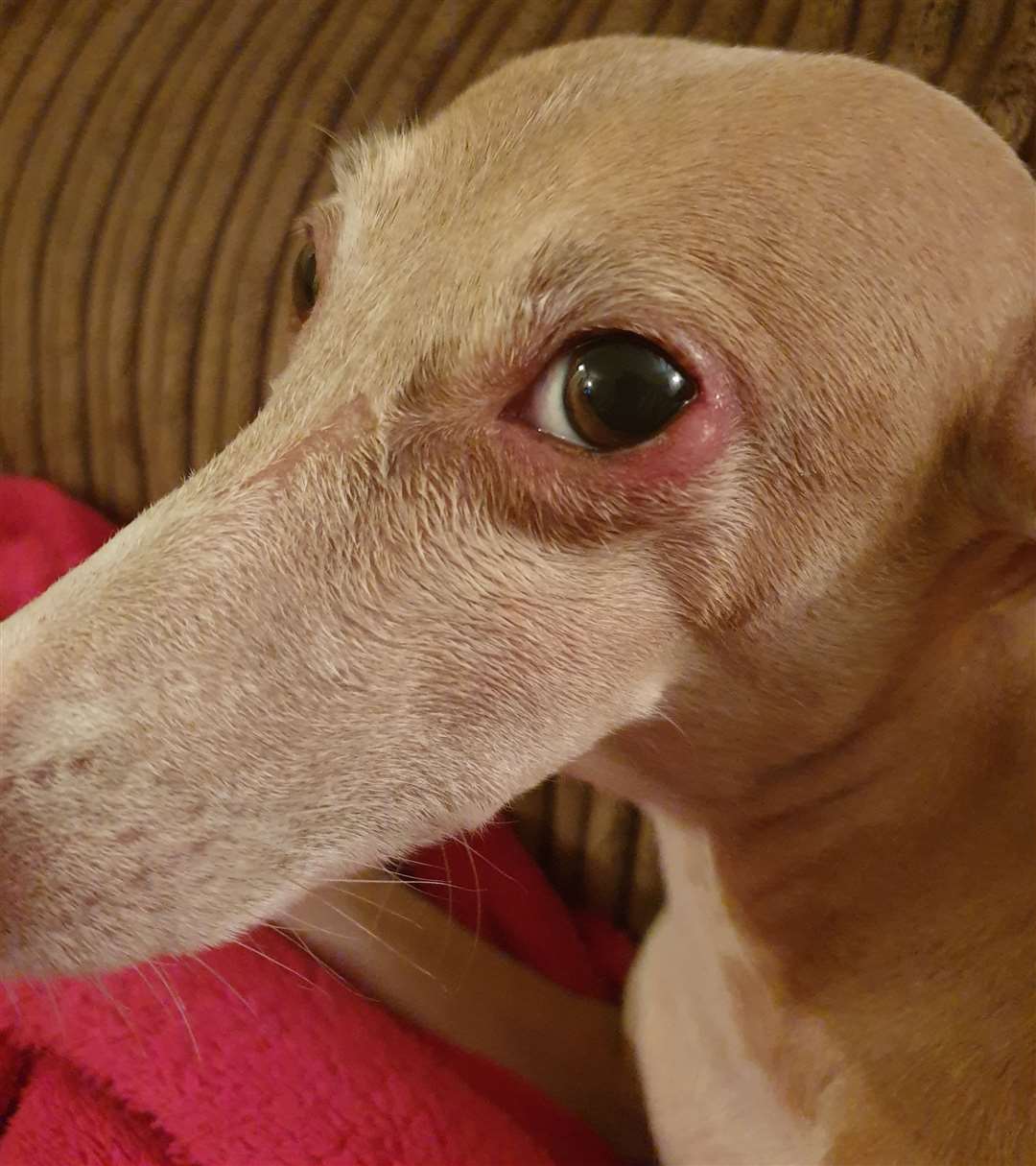 Lola, an Italian greyhound suffered swollen eyes