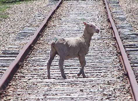 Sheep caused train delays on the line between Ashford and Maidstone this morning. Photo tweeted by @SE_Railway.