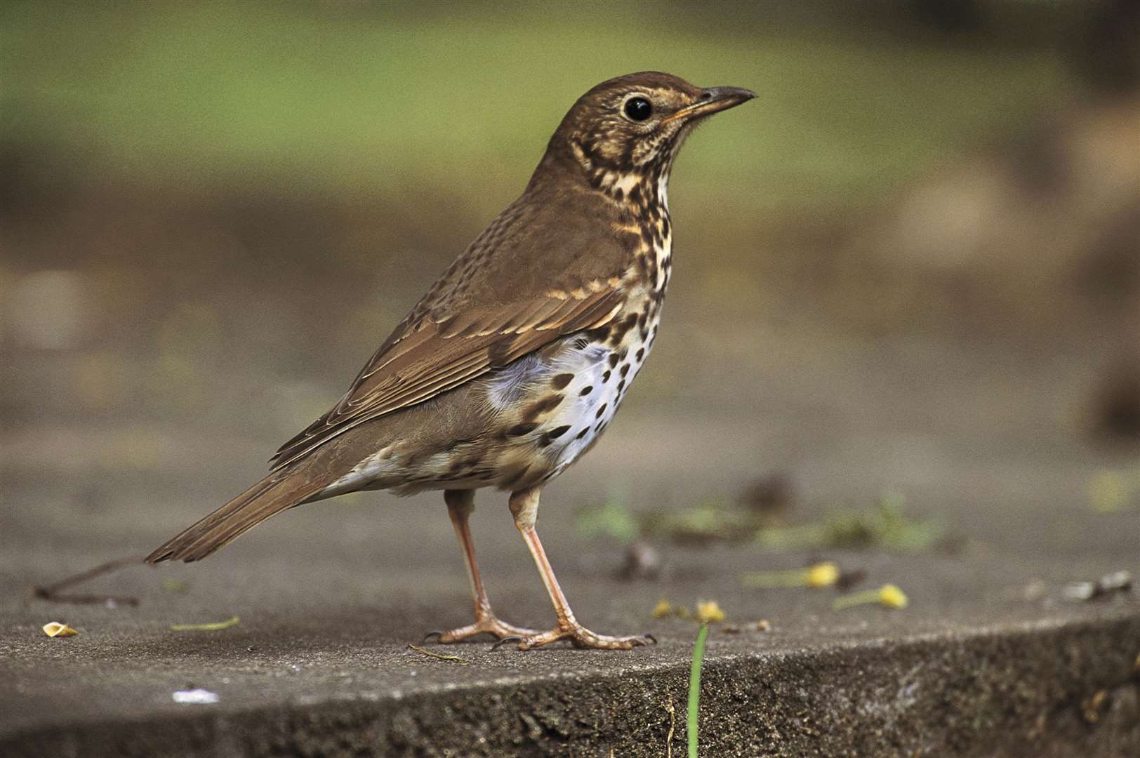 The song thrush, says the RSPB, has recorded a steep decline in numbers