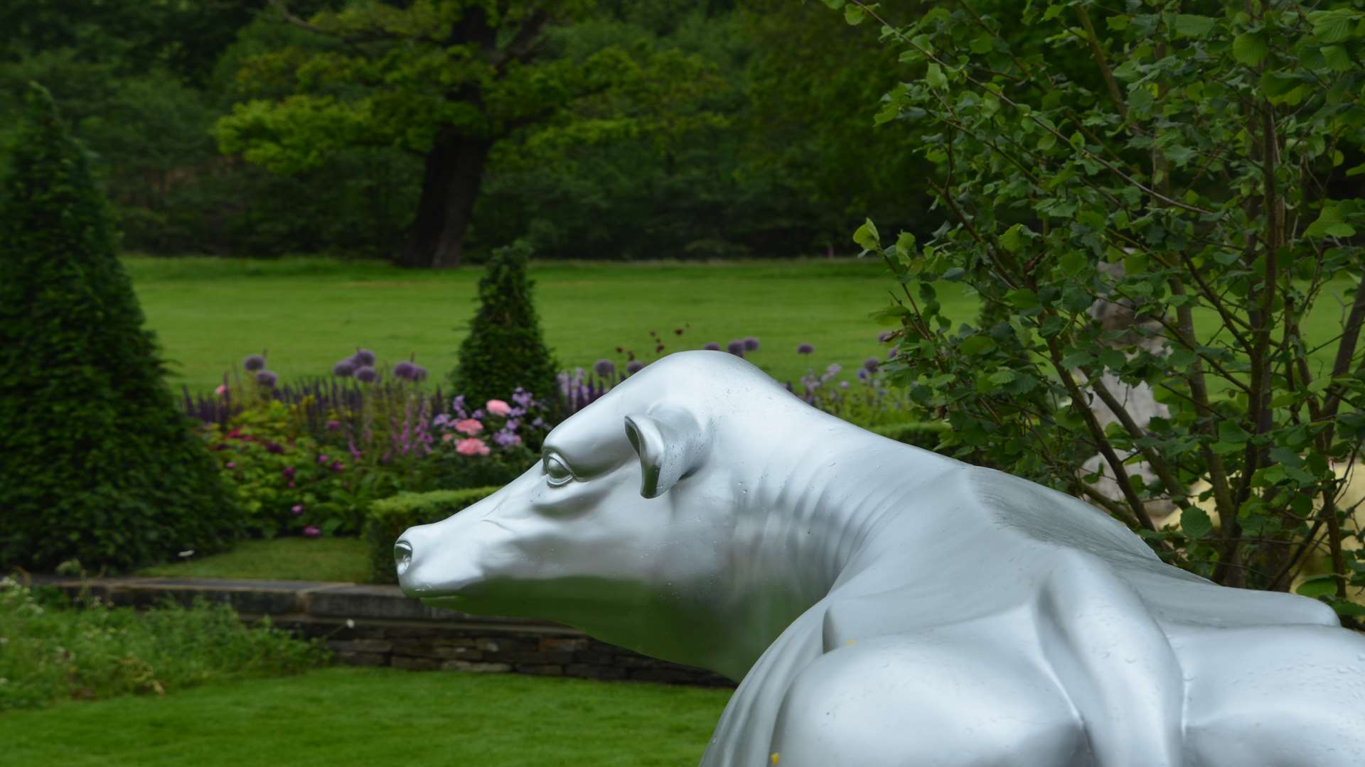 'The cow sculptures peered longingly towards the lush green hills'. Picture by Ian West