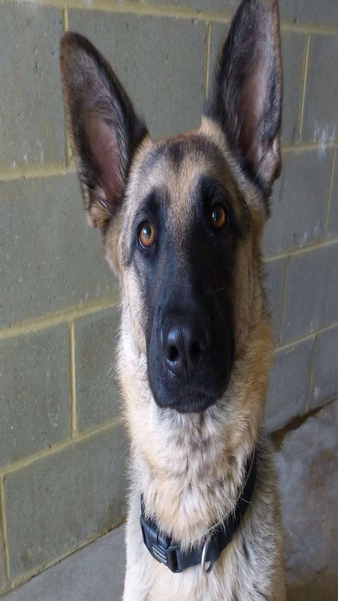 German Shepherd Lily is looking for a home after being abandoned in Ashford
