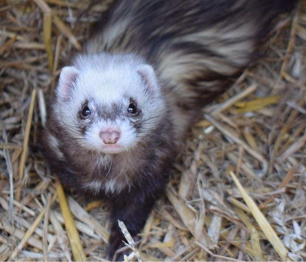 The centre is home to a surprising number of ferrets and other animals
